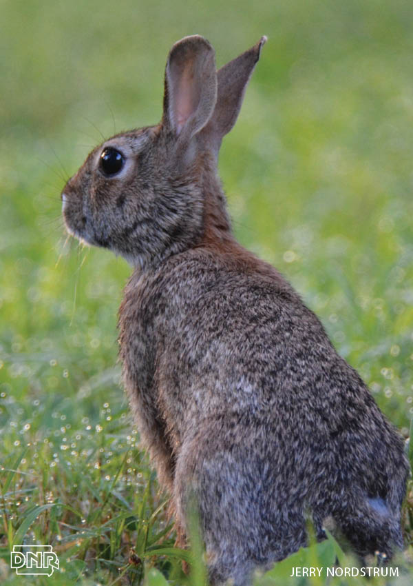 Did you know rabbits are not rodents? 7 more cool things you should know about these critters | Iowa DNR
